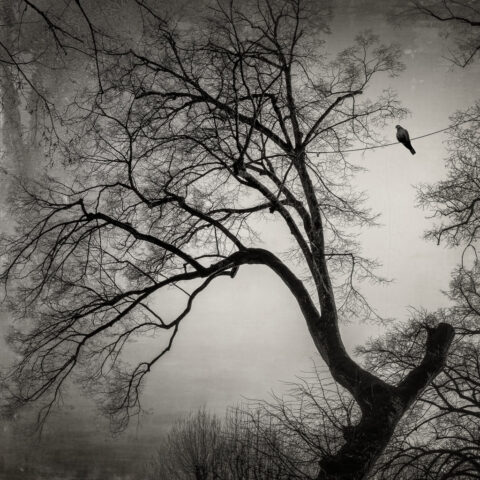 Vers le ciel #1 - Le pigeon