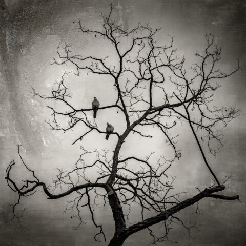 Vers le ciel #2 - Les amoureux