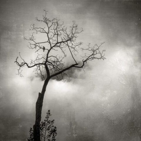 Vers le ciel #1 - Solitaire