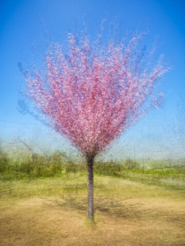 Cerisier du Japon, Le Fète, ICM