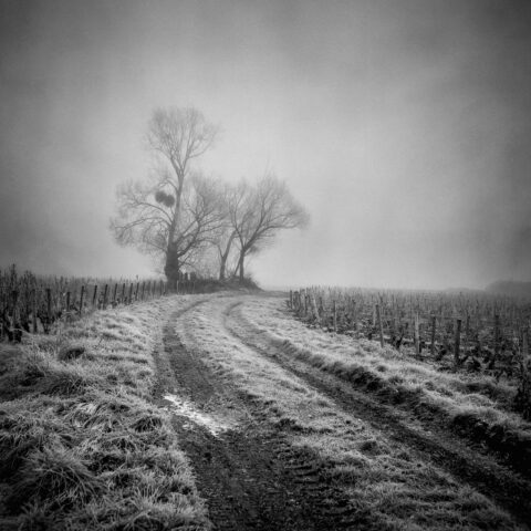 Gevrey-Chambertin Zeiss Ikon IKOFLEX 856/16