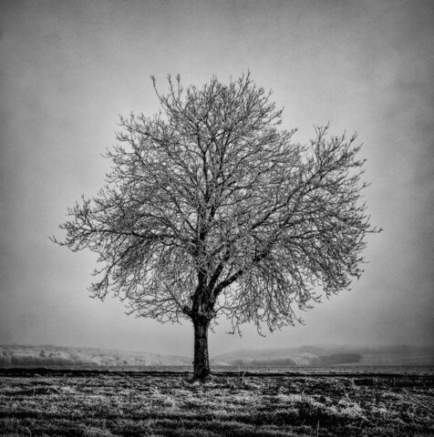 Chamboeuf, Zeiss Ikon IKOFLEX 856/16