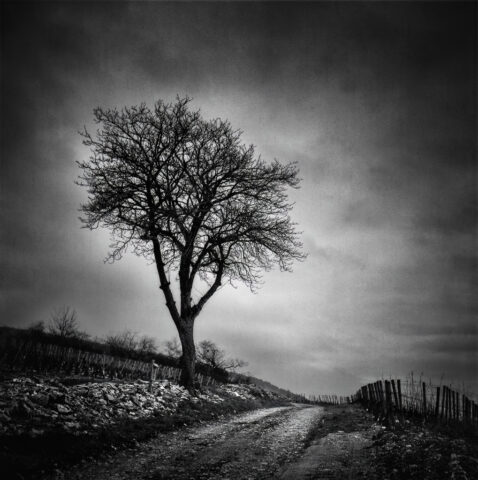 Santenay, Zeiss Ikon IKOFLEX 856/16