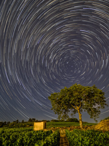 Circumpolaire, Pommard