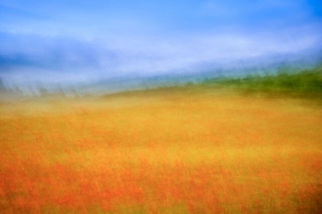 Coquelicots, ICM