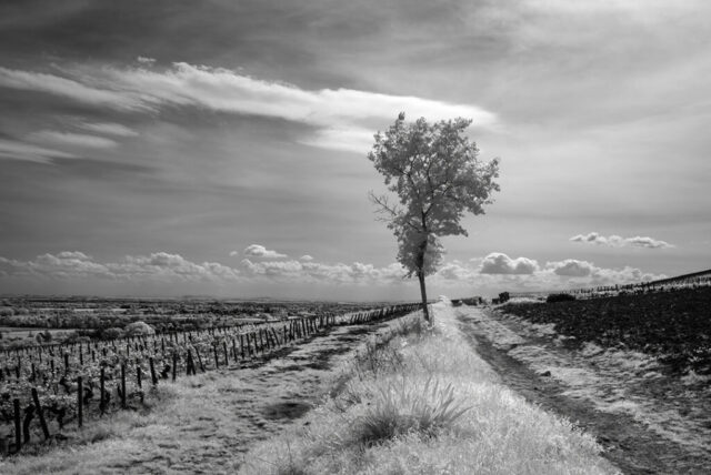 Le Rognet et Corton, Ladoix-Serrigny