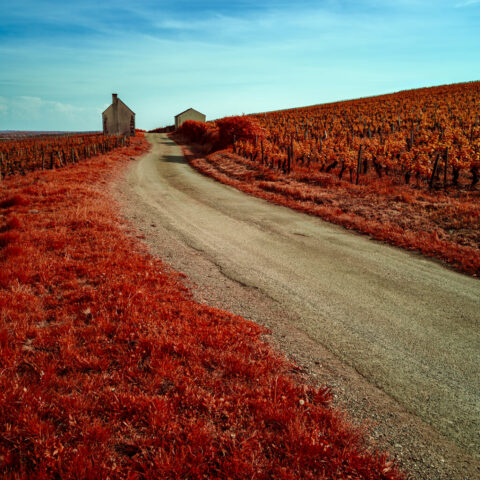 Les Jarrons, Savigny-Lès-Beaune