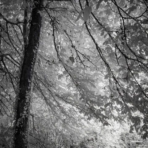 _IR03734_IR_720