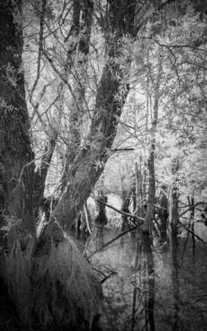 _IR03826-Modifier