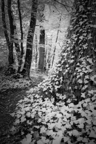 _IR03877-Modifier